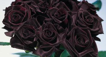 Действительно ли бывают черные розы?