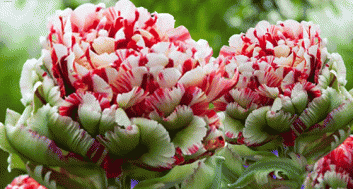 Новый пионовидных сорт тюльпанов 