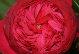Как выбрать букет из пионовидных роз?
